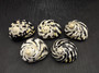 0West Indian Top Polished Seashell Black Cittarium Pica (1 shell approx. 2+ inches) AKA Magpie Striped Shell for display arts & crafts!