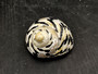 0West Indian Top Polished Seashell Black Cittarium Pica (1 shell approx. 2+ inches) AKA Magpie Striped Shell for display arts & crafts!