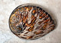 Polished Copper Midas Abalone Seashell (5-6\") - Haliotis Midae. Ombre color swirl pallet shaded shell. Copyright 2022 SeaShellSupply.com .