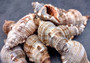 Hairy Triton Seashells - Cymatium Pileare Linnaeus - (4 shells approx. 2-4 inches). Brown, tan, white, and light grey shaded shells. Copyright 2024 SeaShellSupply.com.