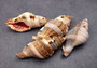 Hairy Triton Seashells - Cymatium Pileare Linnaeus - (4 shells approx. 2-4 inches). Brown, tan, white, and light grey shaded shells. Copyright 2024 SeaShellSupply.com.