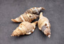Hairy Triton Seashells - Cymatium Pileare Linnaeus - (4 shells approx. 2-4 inches). Brown, tan, white, and light grey shaded shells. Copyright 2024 SeaShellSupply.com.