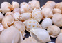 Japanese Bonnet Seashells - India - Phalium Bisulcatum - (10 shells approx. 1.5-2 inches). Multiple white spiral shells with light brown coloring in different shades laying next to each other. Copyright 2022 SeaShellSupply.com.