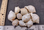 Japanese Bonnet Seashells - India - Phalium Bisulcatum - (10 shells approx. 1.5-2 inches). Multiple white spiral shells with light brown coloring in different shades laying next to each other. Copyright 2022 SeaShellSupply.com.