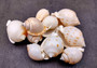 Japanese Bonnet Seashells - India - Phalium Bisulcatum - (10 shells approx. 1.5-2 inches). Multiple white spiral shells with light brown coloring in different shades laying next to each other. Copyright 2022 SeaShellSupply.com.