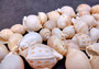 Japanese Bonnet Seashells - India - Phalium Bisulcatum - (10 shells approx. 1.5-2 inches). Multiple white spiral shells with light brown coloring in different shades laying next to each other. Copyright 2022 SeaShellSupply.com.