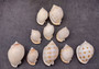 Japanese Bonnet Seashells - India - Phalium Bisulcatum - (10 shells approx. 1.5-2 inches). Multiple white spiral shells with light brown coloring in different shades laying next to each other. Copyright 2022 SeaShellSupply.com.