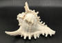 Ramose Murex Seashell (7+ inches) - Chicoreus Ramosus. White ribbed shell with spikes. Copyright 2024 SeaShellSupply.com.