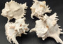 Ramose Murex Seashell (7+ inches) - Chicoreus Ramosus. White ribbed shell with spikes. Copyright 2024 SeaShellSupply.com.