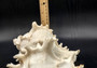 Ramose Murex Seashell (7+ inches) - Chicoreus Ramosus. White ribbed shell with spikes. Copyright 2024 SeaShellSupply.com.