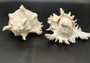Ramose Murex Seashell (7+ inches) - Chicoreus Ramosus. White ribbed shell with spikes. Copyright 2024 SeaShellSupply.com.