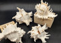 Ramose Murex Seashell (7+ inches) - Chicoreus Ramosus. White ribbed shell with spikes. Copyright 2024 SeaShellSupply.com.