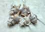 Murex Ternispina Seashells (5 shells 2-3 inches). Multiple white ribbed shells with a long tail like stretch at the bottom. Copyright 2022 SeaShellSupply.com.