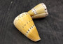 Captain Cone Seashells (2 pcs.) - (2-2.5 inches) - Conus Capitaneus. Cream to earthly colored shells with patterns along the spiral. Copyright 2024 SeaShellSupply.com.