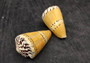 Captain Cone Seashells (2 pcs.) - (2-2.5 inches) - Conus Capitaneus. Cream to earthly colored shells with patterns along the spiral. Copyright 2024 SeaShellSupply.com.