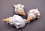 Striped Fox Shell - Fasciolaria Trapezium - (3 shells approx. 2-3 inches). Pointed stripped shells. Copyright 2024 SeaShellSupply.com