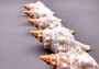 Striped Fox Shell - Fasciolaria Trapezium - (3 shells approx. 2-3 inches). Pointed stripped shells. Copyright 2024 SeaShellSupply.com