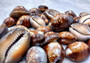 Serpent Head Cowrie Shells (.75-1.25 inches) - (10 pcs.) - Cypraea Caputserpentis. Multiple brown shells with white and tan specks on the top with a wide opening below. Copyright 2024 SeaShellSupply.com.