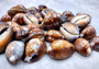 Serpent Head Cowrie Shells (.75-1.25 inches) - (10 pcs.) - Cypraea Caputserpentis. Multiple brown shells with white and tan specks on the top with a wide opening below. Copyright 2024 SeaShellSupply.com.