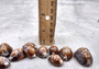 Serpent Head Cowrie Shells (.75-1.25 inches) - (10 pcs.) - Cypraea Caputserpentis. Multiple brown shells with white and tan specks on the top with a wide opening below. Copyright 2024 SeaShellSupply.com.
