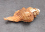 Pear Triton Seashell (3-3.5 inches) - Cymatium Pyrum. Two orange and red shells showing the top and bottom angles. Copyright 2022 SeaShellSupply.com.
