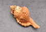 Pear Triton Seashell (3-3.5 inches) - Cymatium Pyrum. Two orange and red shells showing the top and bottom angles. Copyright 2022 SeaShellSupply.com.