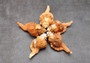 Pear Triton Seashell (3-3.5 inches) - Cymatium Pyrum. Two orange and red shells showing the top and bottom angles. Copyright 2022 SeaShellSupply.com.