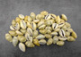 Money Cowrie Seashells Bulk Cypraea Moneta (approx. half cup 35+ shells 0.5+ inches) Small Money Cowry shells for coastal crafts & jewelry!