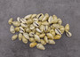 Money Cowrie Seashells Bulk Cypraea Moneta (approx. half cup 35+ shells 0.5+ inches) Small Money Cowry shells for coastal crafts & jewelry!