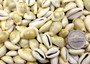 Money Cowrie Seashells - Cypraea Moneta - (approx. 35-40 shells 0.5-1 inches) (TE-021). Multiple different color pastel shells in a pile. Copyright 2025 SeaShellSupply.com.