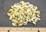 Money Cowrie Seashells - Cypraea Moneta - (approx. 35-40 shells 0.5-1 inches) (TE-021). Multiple different color pastel shells in a pile. Copyright 2025 SeaShellSupply.com.