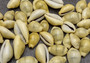 Money Cowrie Seashells - Cypraea Moneta - (approx. 35-40 shells 0.5-1 inches) (TE-021). Multiple different color pastel shells in a pile. Copyright 2022 SeaShellSupply.com.