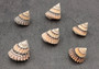 Coronate Prickly Winkle Seashells -Tectarius Coronatus - (6 shells approx. .5-.75 inches). Multiple sand colored ribbed shells in a pile. Copyright 2022 SeaShellSupply.com.