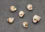 Coronate Prickly Winkle Seashells -Tectarius Coronatus - (6 shells approx. .5-.75 inches). Multiple sand colored ribbed shells in a pile. Copyright 2022 SeaShellSupply.com.