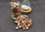 Coronate Prickly Winkle Seashells -Tectarius Coronatus - (6 shells approx. .5-.75 inches). Multiple sand colored ribbed shells in a pile. Copyright 2022 SeaShellSupply.com.