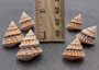 Coronate Prickly Winkle Seashells -Tectarius Coronatus - (6 shells approx. .5-.75 inches). Multiple sand colored ribbed shells in a pile. Copyright 2022 SeaShellSupply.com.