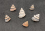 Coronate Prickly Winkle Seashells -Tectarius Coronatus - (6 shells approx. .5-.75 inches). Multiple sand colored ribbed shells in a pile. Copyright 2022 SeaShellSupply.com.