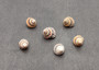 Coronate Prickly Winkle Seashells -Tectarius Coronatus - (6 shells approx. .5-.75 inches). Multiple sand colored ribbed shells in a pile. Copyright 2022 SeaShellSupply.com.