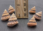 Coronate Prickly Winkle Seashells -Tectarius Coronatus - (6 shells approx. .5-.75 inches). Multiple sand colored ribbed shells in a pile. Copyright 2022 SeaShellSupply.com.