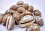 Arabic Cowrie Seashells - Cypraea Arabica - (5 shells approx. 1.5-2 inches). Copyright 2024 SeaShellSupply.com.