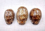 Arabic Cowrie Seashells - Cypraea Arabica - (5 shells approx. 1.5-2 inches). Copyright 2024 SeaShellSupply.com.