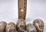 Arabic Cowrie Seashells - Cypraea Arabica - (5 shells approx. 1.5-2 inches). Copyright 2024 SeaShellSupply.com.