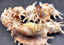 Millipede Conch Seashell - Lambis Millepeda - (approx. 4-5 inches). Tan and off white shells with spines at mouth. Copyright 2024 Seashellsupply.com