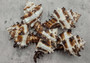 Baby Endive Murex Seashell - Murex Endivia - (5 shells, approx. 2-3 inches each). Three shells with black spikes in interesting columns. Copyright 2022 SeaShellSupply.com.