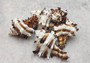 Baby Endive Murex Seashell - Murex Endivia - (5 shells, approx. 2-3 inches each). Three shells with black spikes in interesting columns. Copyright 2022 SeaShellSupply.com.