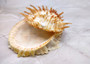 Orange White Spiny Oyster Seashell Pair Spondylus Barbatus (1 shell pair approx. 2.25+ inches) B GRADE Great shells for décor & collections! Copyright 2025 SeaShellSupply.com.