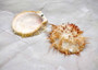 Orange White Spiny Oyster Seashell Pair Spondylus Barbatus (1 shell pair approx. 2.25+ inches) B GRADE Great shells for décor & collections! Copyright 2025 SeaShellSupply.com.