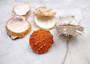 Orange White Spiny Oyster Seashell Pair Spondylus Barbatus (1 shell pair approx. 2.25+ inches) B GRADE Great shells for décor & collections! Copyright 2025 SeaShellSupply.com.