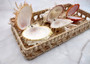 Orange White Spiny Oyster Seashell Pair Spondylus Barbatus (1 shell pair approx. 2.25+ inches) B GRADE Great shells for décor & collections! Copyright 2025 SeaShellSupply.com.