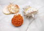 Orange White Spiny Oyster Seashell Pair Spondylus Barbatus (1 shell pair approx. 2.25+ inches) B GRADE Great shells for décor & collections! Copyright 2025 SeaShellSupply.com.